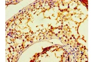 Immunohistochemistry of paraffin-embedded human testis tissue using ABIN7147675 at dilution of 1:100 (CHRFAM7A anticorps  (AA 1-150))