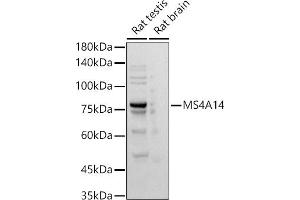 Western blot analysis of extracts of various cell lines, using MS4 antibody (ABIN7268474) at 1:500 dilution. (MS4A14 anticorps)