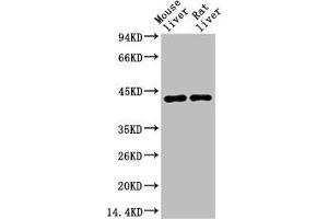 Western blot analysis of 1) Mouse Liver Tissue, 2) Rat Liver Tissue using HAO1 Monoclonal Antibody. (HAO1 anticorps)