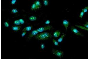 IF analysis of FEZF1 using anti-FEZF1 antibody (ABIN7601763). (FEZF1 anticorps  (AA 45-258))
