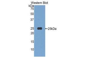 Western Blotting (WB) image for anti-Afamin (AFM) (AA 22-210) antibody (ABIN1857931) (Afamin anticorps  (AA 22-210))