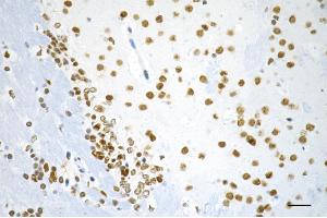 Immunohistochemistry was performed on paraffin-embedded mouse brain using RBBP4 antibody (ABIN7800185), 1:200). (Recombinant Retinoblastoma Binding Protein 4 anticorps)