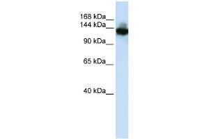 WB Suggested Anti-SCAND3 Antibody Titration:  0. (SCAND3 anticorps  (C-Term))