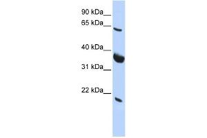 WB Suggested Anti-SRPR Antibody Titration:  0. (SRPR anticorps  (Middle Region))