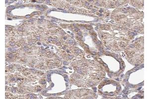 ABIN6272958 at 1/100 staining Mouse kidney tissue by IHC-P.