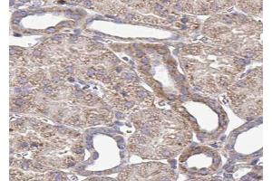 ABIN6272958 at 1/100 staining Mouse kidney tissue by IHC-P. (PDIA4 anticorps  (Internal Region))