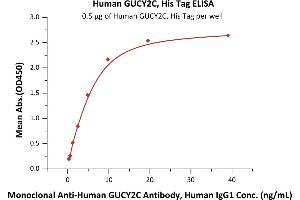 Immobilized Human GUCY2C, His Tag (ABIN6973087) at 5 μg/mL (100 μL/well) can bind Monoclonal A GUCY2C Antibody, Human IgG1 with a linear range of 0. (GUCY2C Protein (AA 24-430) (His tag))