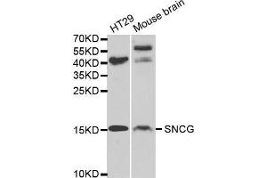 Western blot analysis of extracts of various cell lines, using SNCG antibody. (SNCG anticorps  (AA 1-127))