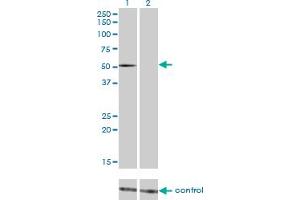 Western blot analysis of FLI1 over-expressed 293 cell line, cotransfected with FLI1 Validated Chimera RNAi (Lane 2) or non-transfected control (Lane 1). (FLI1 anticorps  (AA 1-452))