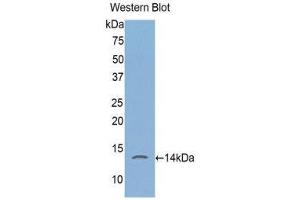 Western Blotting (WB) image for anti-FK506 Binding Protein 1A, 12kDa (FKBP1A) (AA 2-108) antibody (ABIN1078039) (FKBP1A anticorps  (AA 2-108))