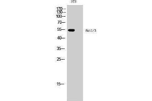 Western Blotting (WB) image for anti-AKT1/3 (Lys539) antibody (ABIN3173748) (AKT1/3 (Lys539) anticorps)