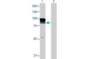 Western Blot analysis of EPB41L2 expression in transfected 293T cell line by EPB41L2 MaxPab polyclonal antibody. (EPB41L2 anticorps  (AA 1-633))