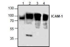 AP26345PU-N: Western blot analysis of ICAM-1 using lysates from rat kidney (Lane 1), 3T3 cells (Lane 2), and Jurkat cells (Lane 3 & 4). (ICAM1 anticorps)