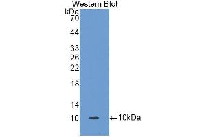 Detection of Recombinant OCM, Human using Polyclonal Antibody to Oncomodulin (OCM)