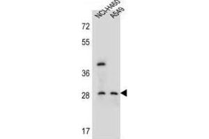 Western Blotting (WB) image for anti-Spermatogenesis Associated, Serine-Rich 1 (SPATS1) antibody (ABIN2996395) (SPATS1 anticorps)
