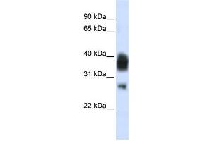 Western Blotting (WB) image for anti-Ribonuclease H1 (RNASEH1) antibody (ABIN2458495) (Ribonuclease H1 anticorps)
