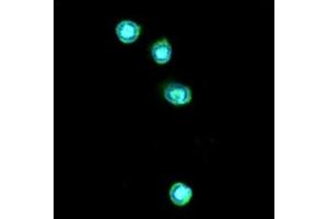ICC/IF analysis of TLR7 in THP-1 cells line, stained with DAPI (Blue) for nucleus staining and monoclonal anti-human TLR7 antibody (1:100) with goat anti-mouse IgG-Alexa fluor 488 conjugate (Green). (TLR7 anticorps)