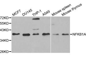 NFKBIA anticorps  (AA 1-317)
