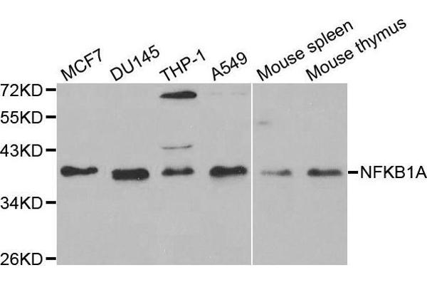 NFKBIA Antikörper  (AA 1-317)