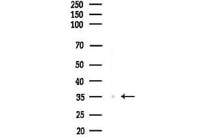 Western blot analysis of lysates from Rat liver, using FosB Antibody at 1/1000 dilution.
