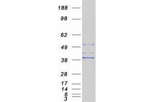 Validation with Western Blot