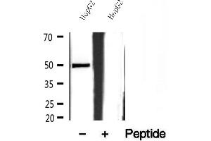 Western blot analysis of extracts of HepG2 cells, using SQRDL antibody. (SQRDL anticorps)