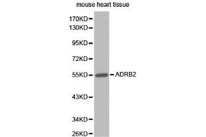 Western blot analysis of extracts of mouse heart tissue, using ADRB2 antibody. (beta 2 Adrenergic Receptor anticorps)