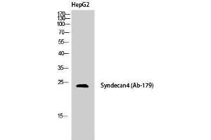 Western Blotting (WB) image for anti-Syndecan 4 (SDC4) (Tyr1022) antibody (ABIN3187128) (SDC4 anticorps  (Tyr1022))