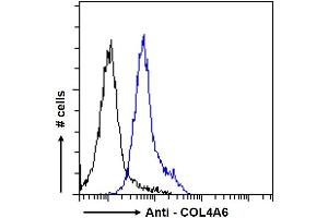 ABIN570771 Flow cytometric analysis of paraformaldehyde fixed HeLa cells (blue line), permeabilized with 0. (COL4a6 anticorps  (Internal Region))