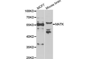 Western blot analysis of extracts of various cell lines, using MATK antibody (ABIN5974003) at 1/1000 dilution. (MATK anticorps)