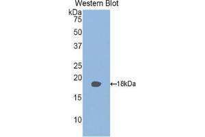 Detection of Recombinant RBP2, Mouse using Polyclonal Antibody to Retinol Binding Protein 2, Cellular (RBP2) (RBP2 anticorps  (AA 1-134))