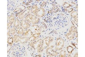 Immunohistochemistry analysis of paraffin-embedded Human spleen using LC3A/B Polyclonal Antibody at dilution of 1:500. (LC3A / LC3B anticorps)