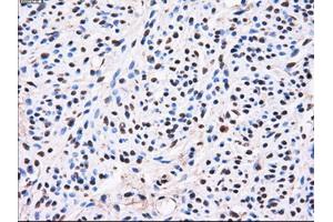 Immunohistochemistry (IHC) image for anti-Aldo-Keto Reductase Family 1, Member A1 (Aldehyde Reductase) (AKR1A1) antibody (ABIN1496547) (AKR1A1 anticorps)