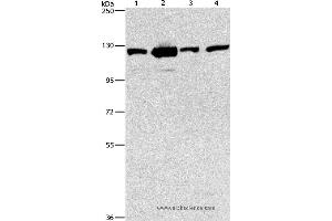 Western blot analysis of 231, NIH/3T3, A431 and hela cell, using PTK2 Polyclonal Antibody at dilution of 1:300 (FAK anticorps)