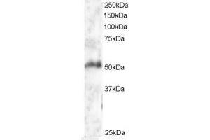 Image no. 1 for anti-Forkhead Box G1 (FOXG1) (AA 477-489) antibody (ABIN297049) (FOXG1 anticorps  (AA 477-489))