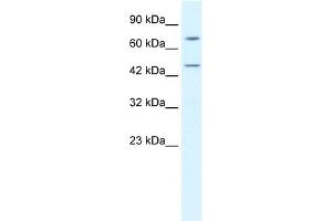 WB Suggested Anti-KLHL25 Antibody Titration:  0. (KLHL25 anticorps  (N-Term))