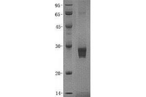 Validation with Western Blot