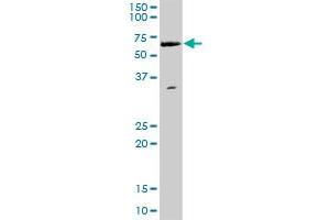 WHSC2 MaxPab polyclonal antibody. (WHSC2 anticorps  (AA 1-528))