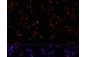 Immunofluorescence analysis of NIH-3T3 cells using ILF3 Polyclonal Antibody at dilution of 1:100. (Interleukin enhancer-binding factor 3 (ILF3) anticorps)