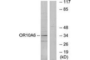Western blot analysis of extracts from A549 cells, using OR10A6 Antibody. (OR10A6 anticorps  (AA 241-290))