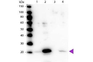 Western blot of Rabbit Anti-Myosin pS19/pS20 primary antibody. (Myosin anticorps  (pSer19, pSer20))