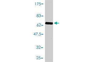 Western Blot detection against Immunogen (65.