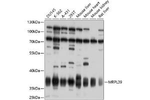 Western blot analysis of extracts of various cell lines, using MRPL39 antibody  at 1:1000 dilution.