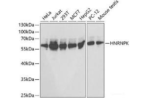 Western blot analysis of extracts of various cell lines using HNRNPK Polyclonal Antibody at dilution of 1:1000. (HNRNPK anticorps)