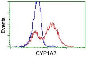 HEK293T cells transfected with either RC221636 overexpress plasmid (Red) or empty vector control plasmid (Blue) were immunostained by anti-CYP1A2 antibody (ABIN2453827), and then analyzed by flow cytometry. (CYP1A2 anticorps)