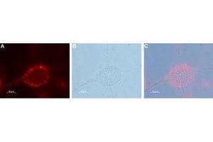 Expression of Pannexin 2 in human U-87 MG glioblastoma cell line - Cell surface detection of Pannexin 2 in live intact human U-87 MG glioblastoma cells.