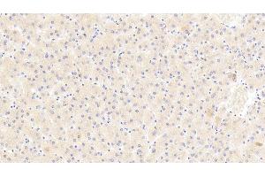 Detection of NT in Human Liver Tissue using Polyclonal Antibody to Neurotensin (NT) (Neurotensin anticorps  (AA 42-167))