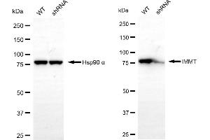 Western blotting analysis using IMMT antibody (ABIN7799040).