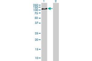 Western Blot analysis of HIF1A expression in transfected 293T cell line by HIF1A MaxPab polyclonal antibody.