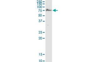 AK5 MaxPab rabbit polyclonal antibody.